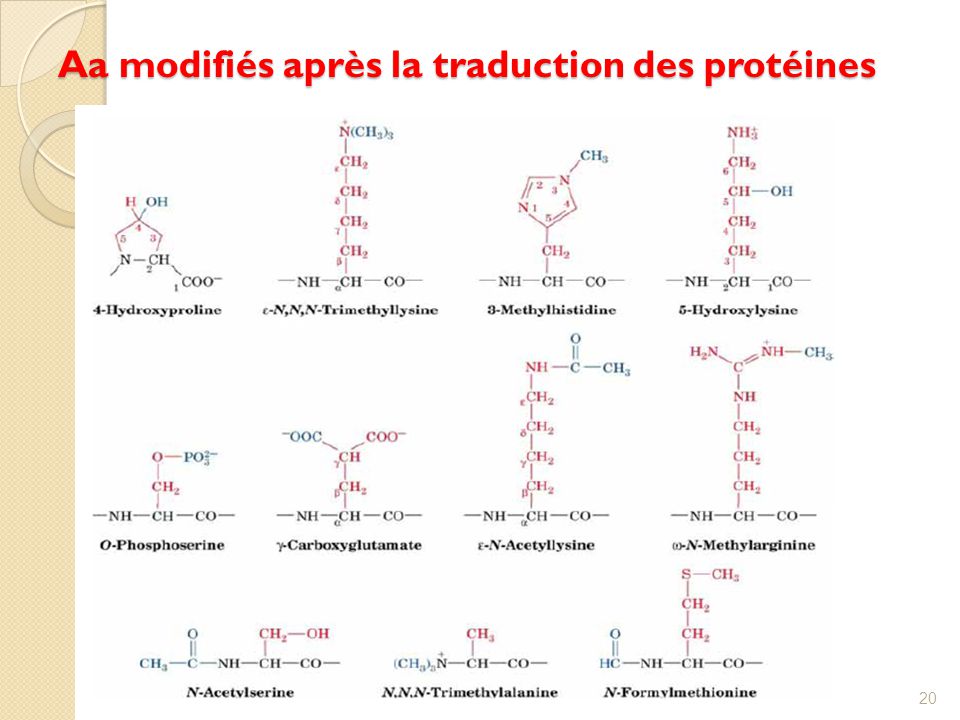 Biochimie Acides Amin S Peptides Et Prot Ines Ppt Video Online